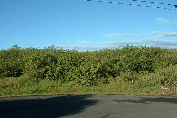 1st image of Kanaloa Pl #0