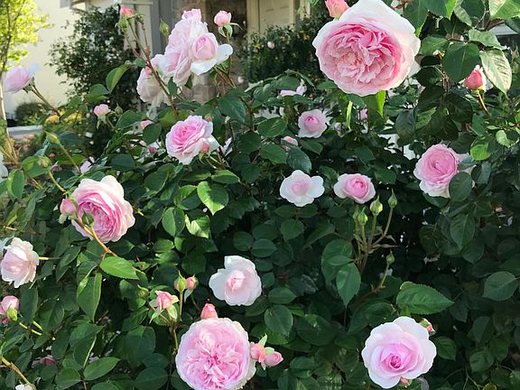 Front yard with wonderfully scented English roses