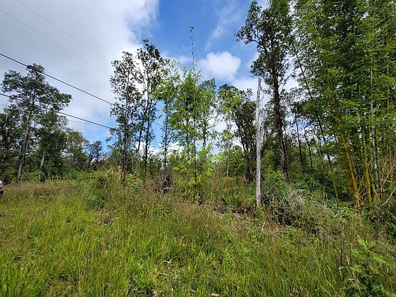 5th image of Jungle King Ave Lot 57