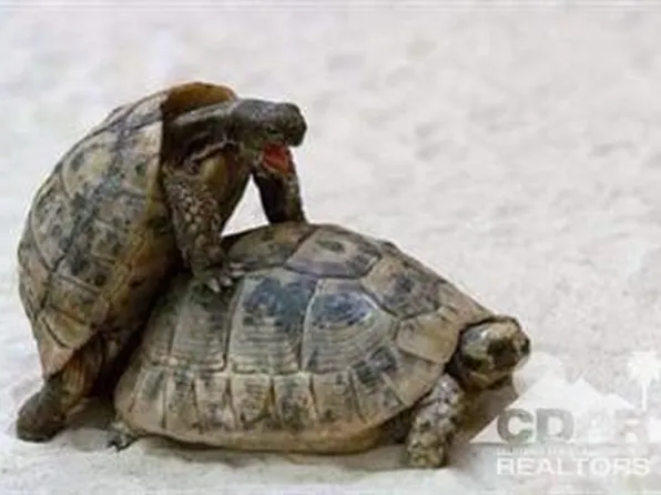 Marks Rd, Wonder Valley, CA 92277