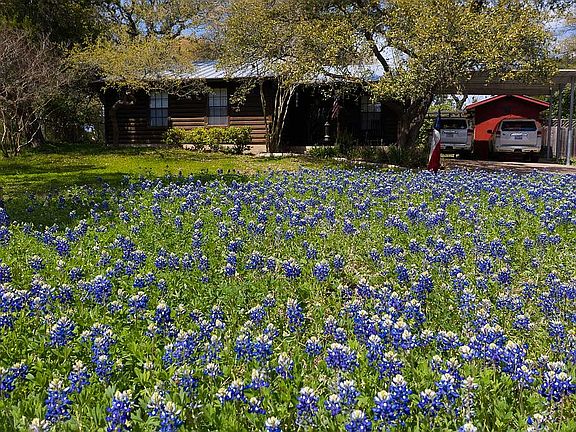 Front Yard bluebonnets