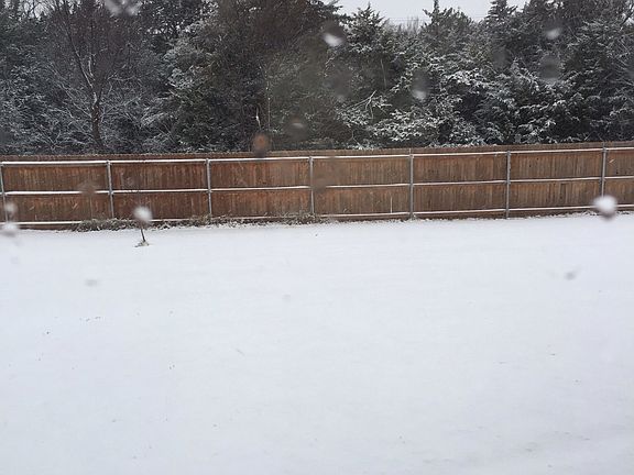 Snowy Backyard
