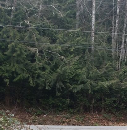 1st image of Xxxx West Alder