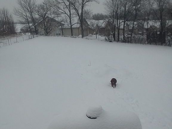 Large fenced side yard