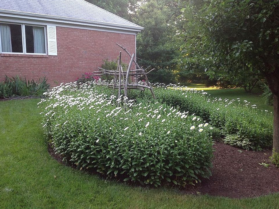 Shasta daisies