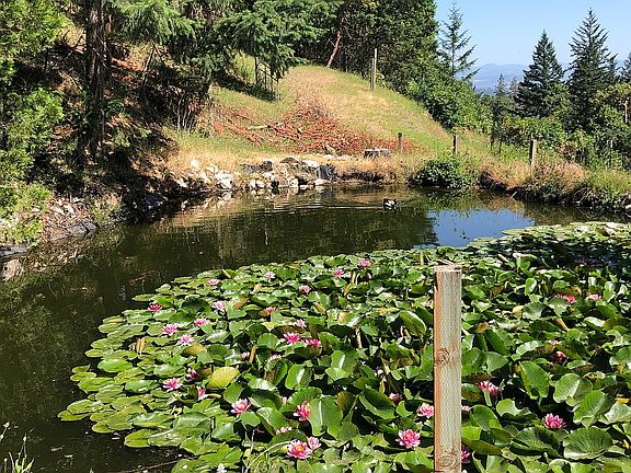 Pond lilies