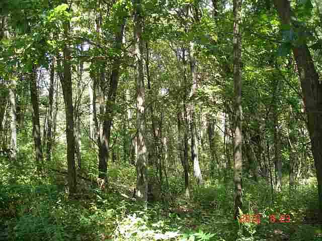 2nd image of L11 Forest Ln