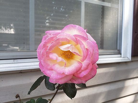 So many beautiful roses