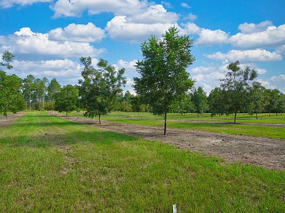 2017 planted pecan trees