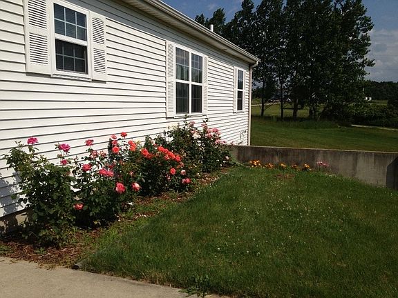 I love my roses
