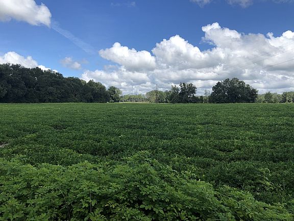 Peanut field