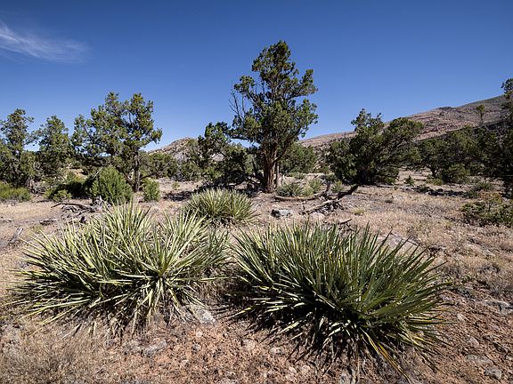 4th image of 4 La Sal Pass Spur