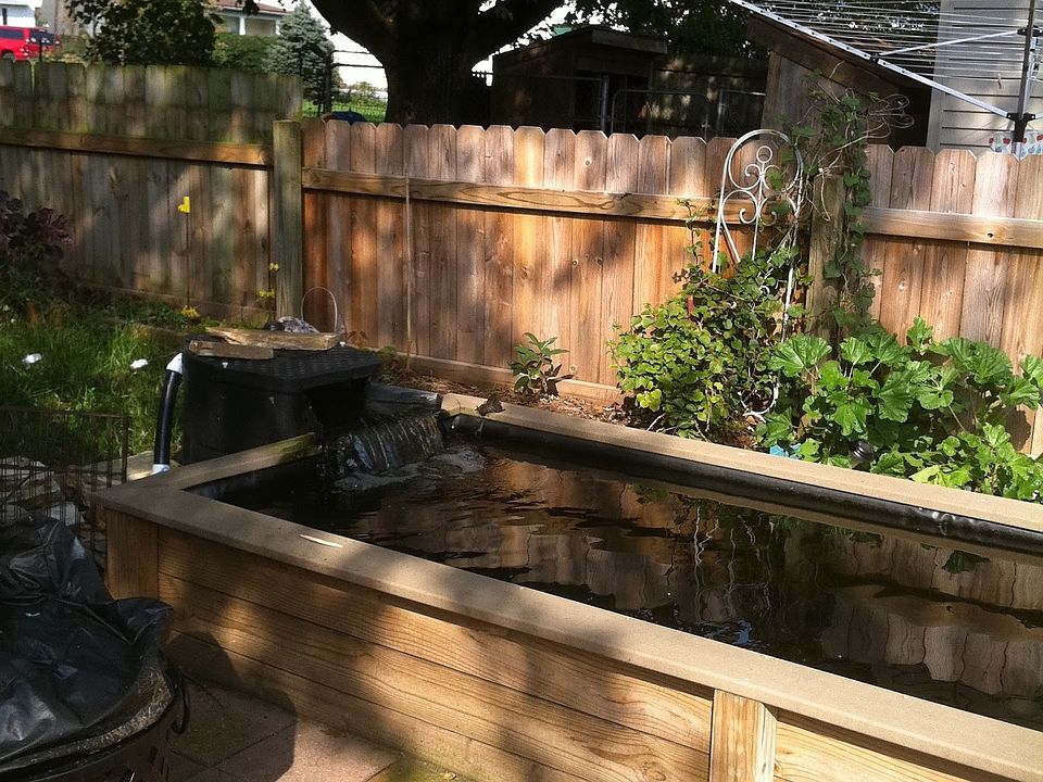 KOI POND