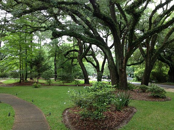 Front Yard / 5 Oak Trees