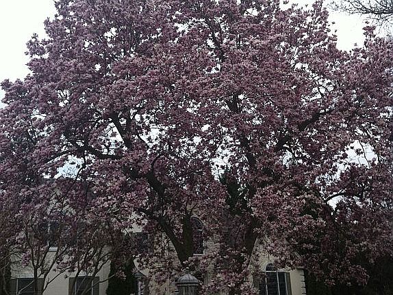 Spectacular Magnolia