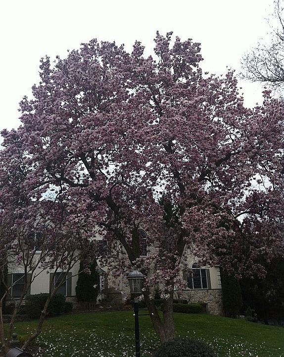 Spectacular Magnolia