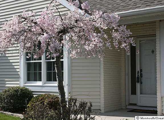 3rd image of 1694 Lacebark Ct