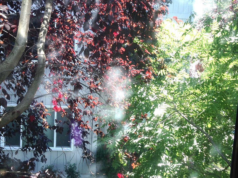 Bedroom Window View