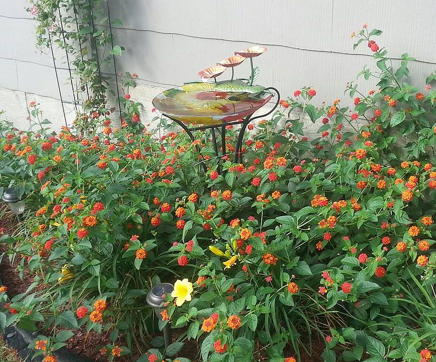 Front Landscaping