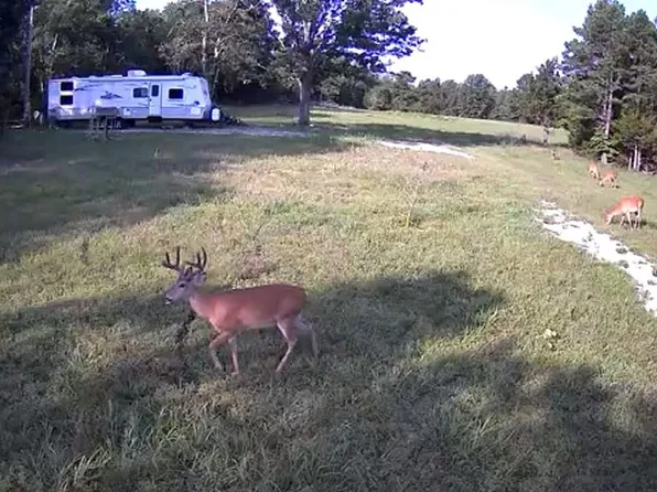 0 County Road 2590, Edgar Springs, MO 65462