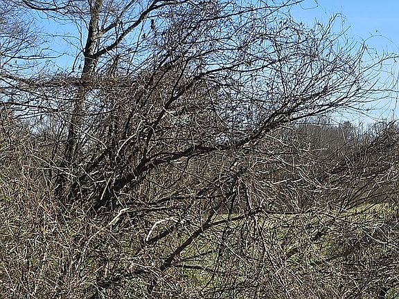 4th image of 4310 Peckerwood Rd