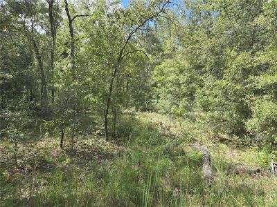 0 NE 150th Ct Lot 5, Williston, FL, 32696