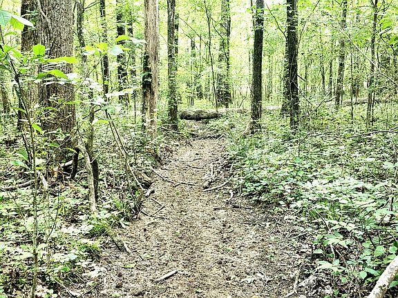 4th image of 0 Cove Cut Off Rd