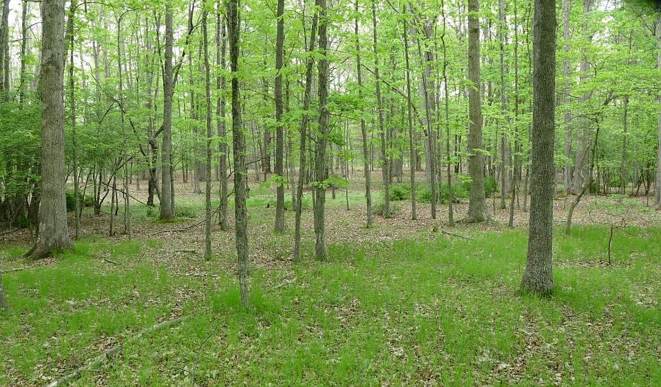 <p>Oak flats</p>
