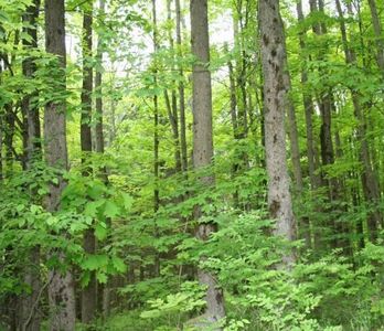 0 Larue Rd, Spencer, NY, 14883