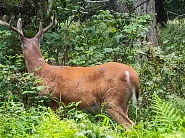 96 Rim Rd, East Stroudsburg, PA 18302