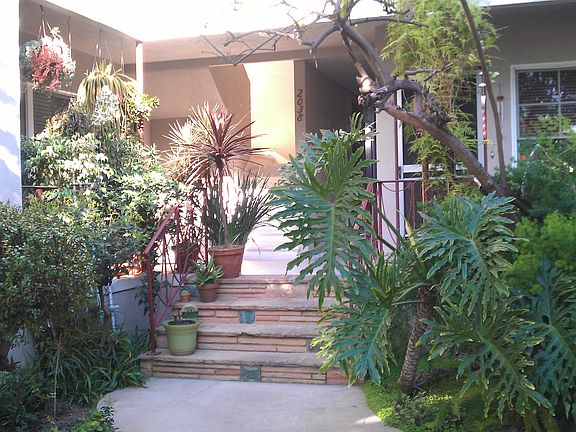 Lush greenery and orange tree right outside your apartment!!