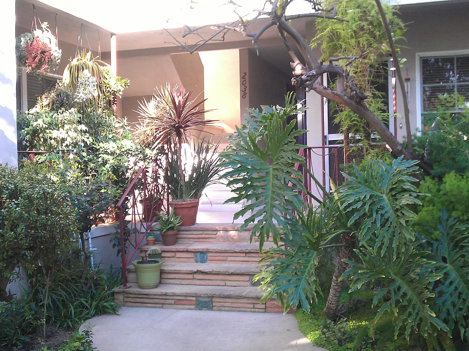 Lush greenery and orange tree right outside your apartment!!