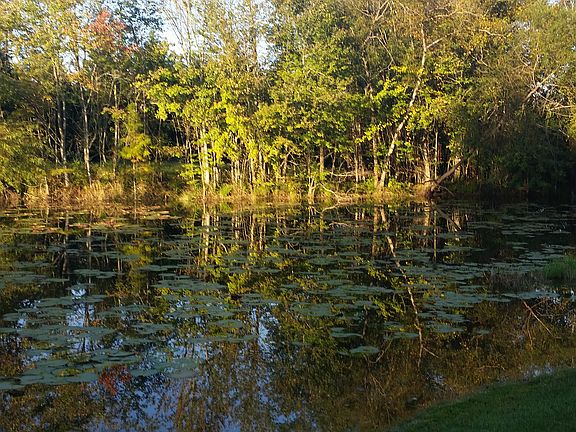 Beautiful Cypress Pond