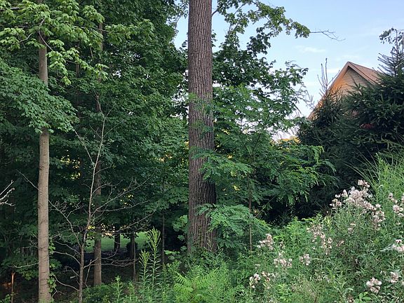 Creek adjacent to backyard 