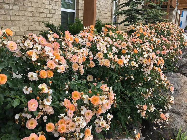 Roses in front of Creekside