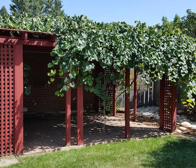 Back yard, patio.