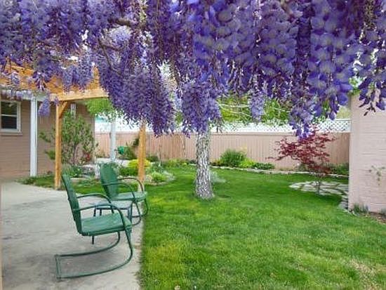 Back yard
