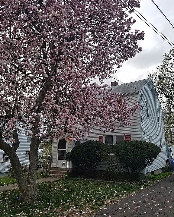 Dogwood in full bloom!