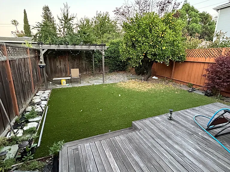 backyard with a big orange tree and a small maple tree