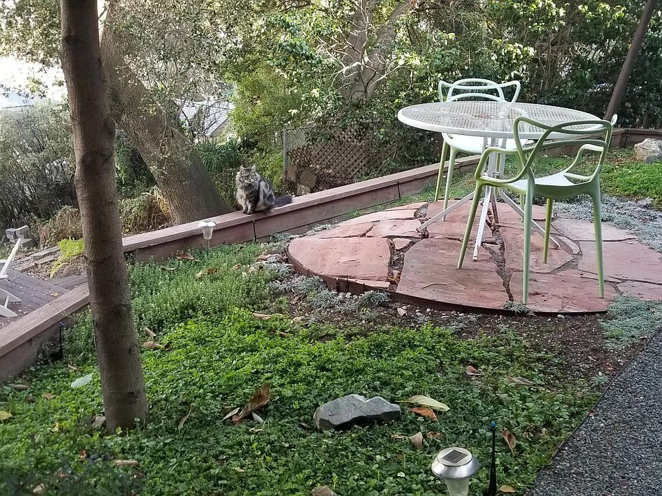 Back garden and deck, shared with homeowner.