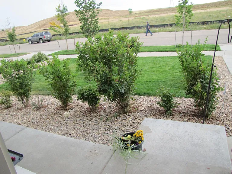 two rows of bushes on front