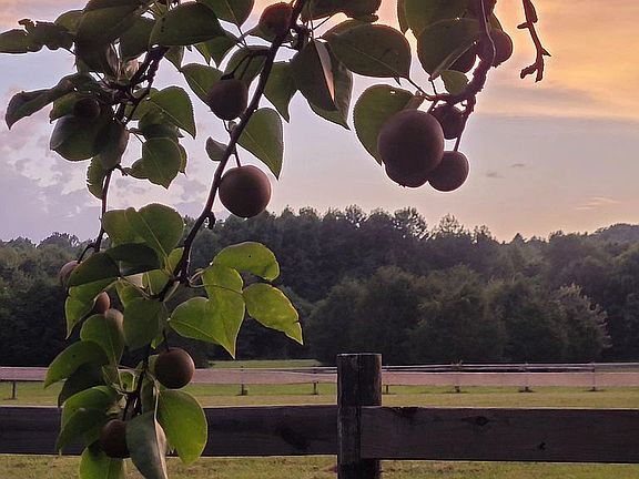 3rd image of 1613 Hurricane Creek Rd