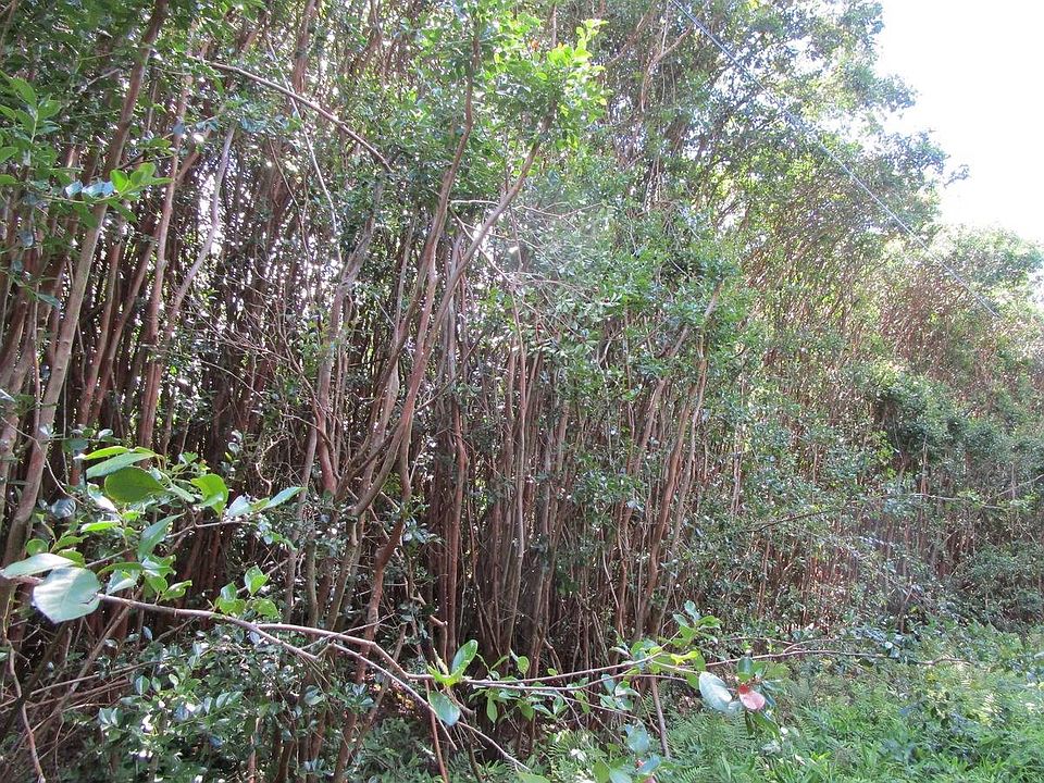 1st image of Molokai St Lot 153