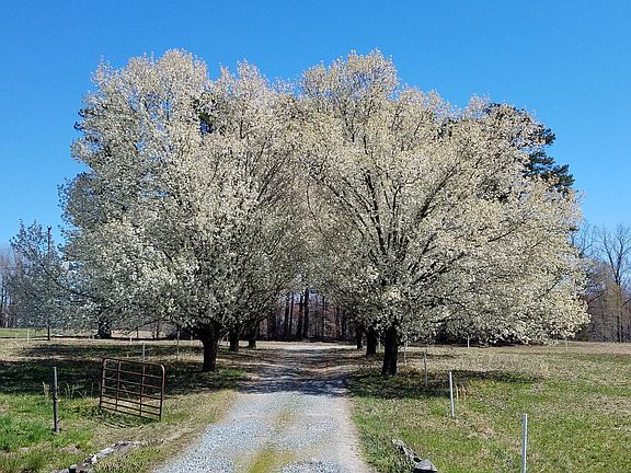 Bradford Pear Trees - Spring