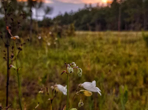 Greenwood Rd, Jay, FL 32565