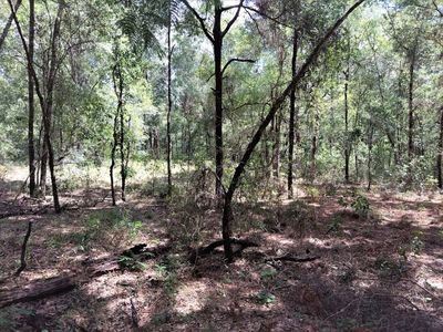 0 NE 11 Pl, Williston, FL, 32696