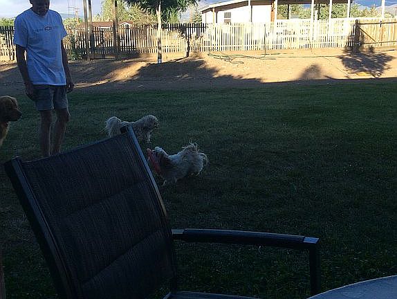 Backyard
