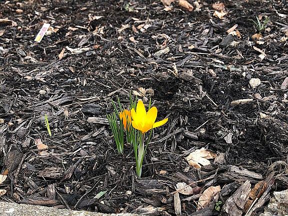 first crocus coming up