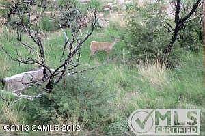 THE WILDLIFE IS BACK