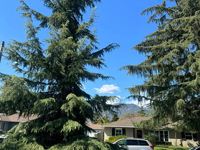 Deodar Cir — Photo 8